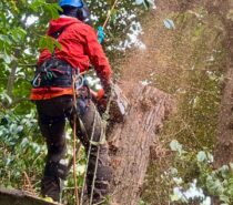 Folium Tree Surgery Ltd – TREE SURGEONS – Runnymede and Weybridge