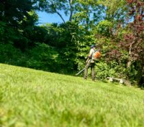 Folium Tree Surgery Ltd – TREE SURGEONS – Runnymede and Weybridge